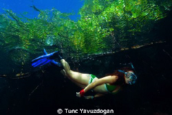 Snorkeling at the mangroves 2 :) by Tunc Yavuzdogan 
